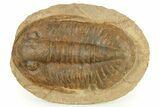 Large, Inflated Asaphid Trilobite - Taouz, Morocco #271302-1